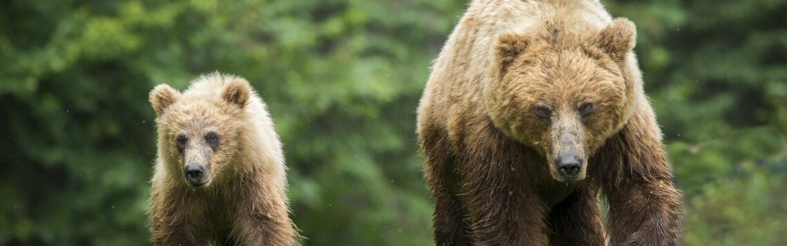 13. April | Tag 103 – 2. Könige 2,24