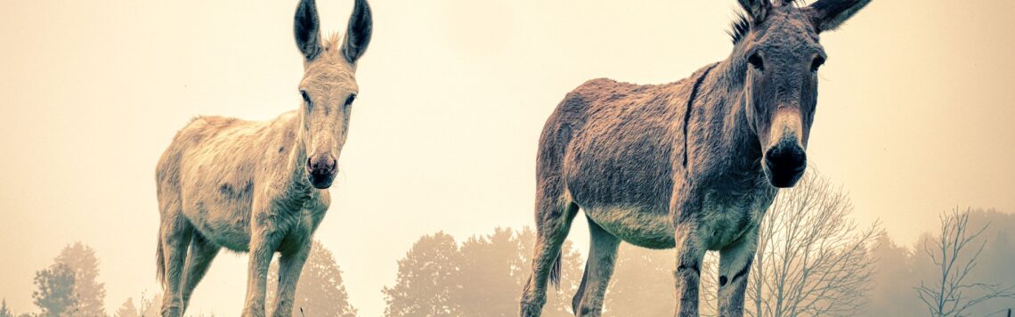 4. Juni | Tag 155 – Psalm 81,13