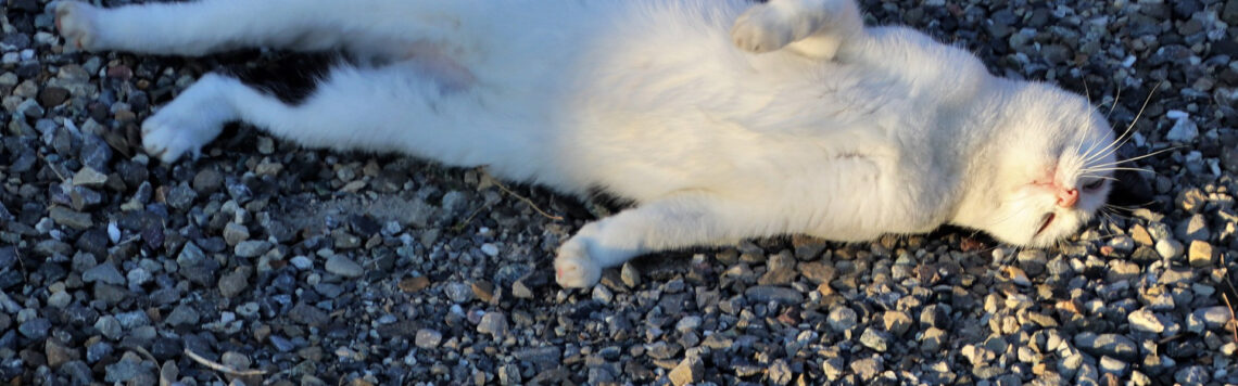 13. Juni | Tag 164 – Sprüche 10,4