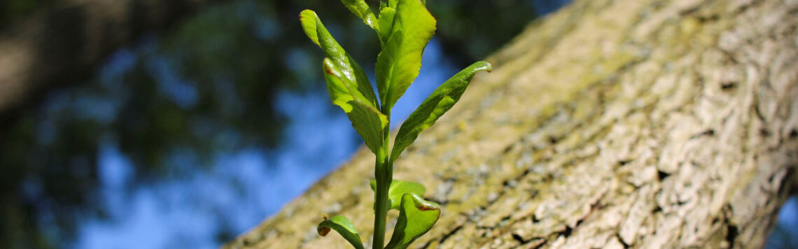 11. Juli | Tag 192 – Jeremia 23,5