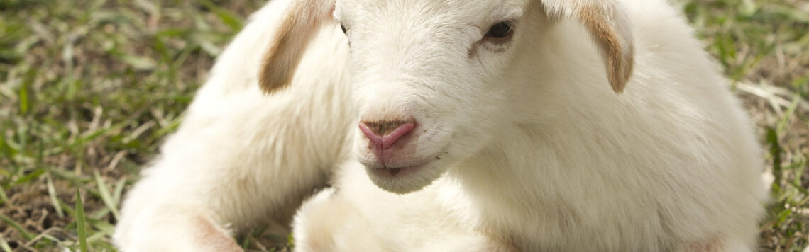 3. August | Tag 215 – Hesekiel 43,4