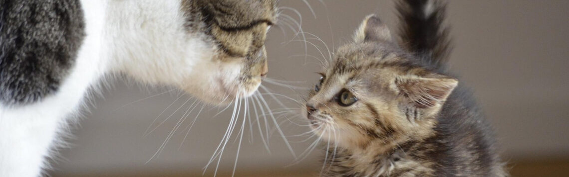 10. August | Tag 222 – Hosea 4,4