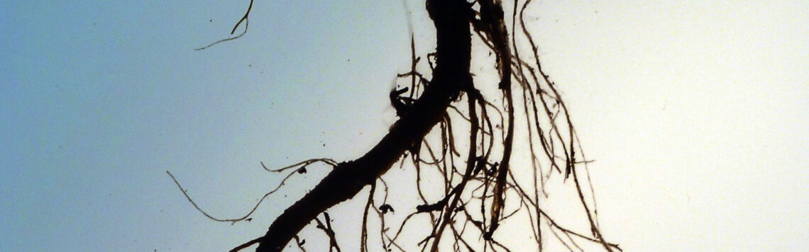 16. August | Tag 228 – Jona 4,10