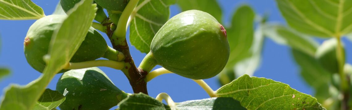 14. September | Tag 257 – Markus 11,22