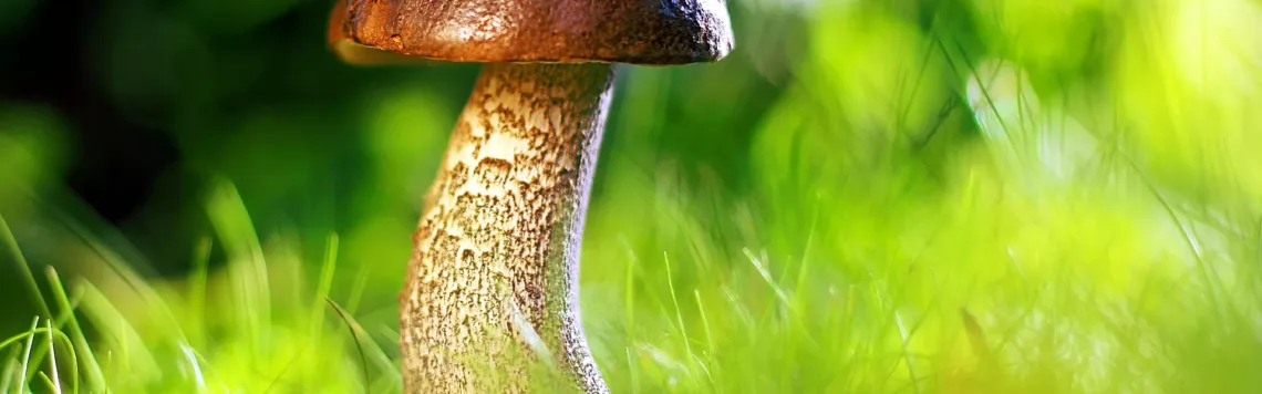 4. Januar | Tag 4 – Markus 4,33