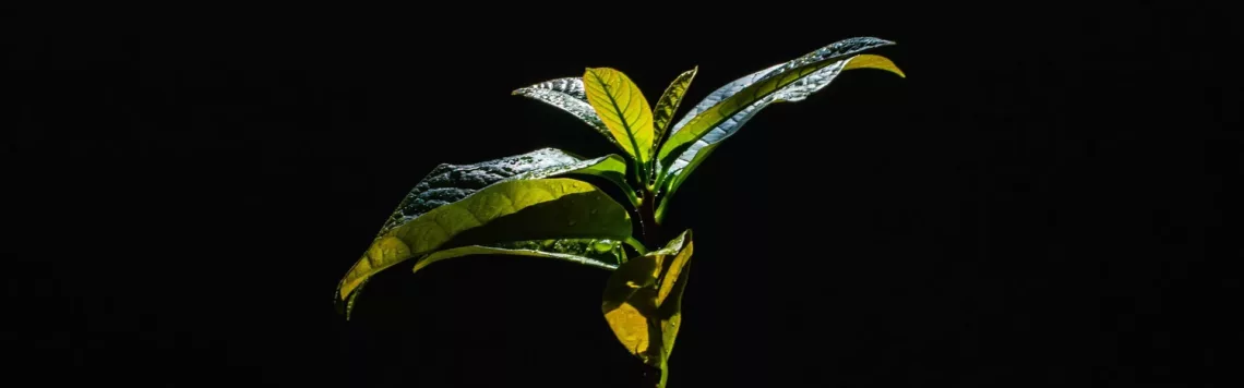 22. Mai | Tag 142 – Genesis 21,33