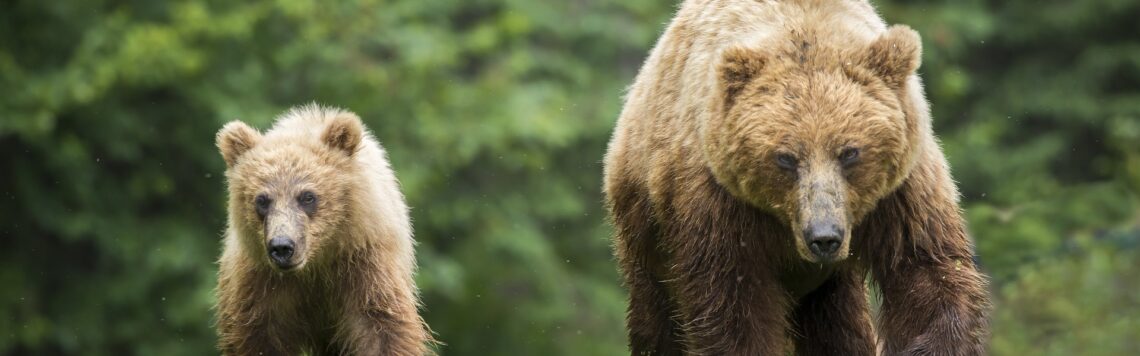 16. September | Tag 259 – 2 Könige 2,24