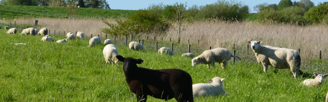 4. Januar | Tag 4 – Matthäus 4,15