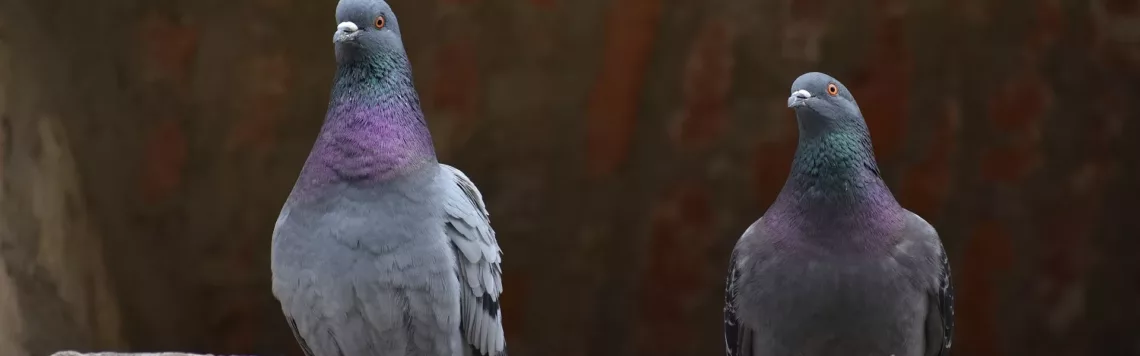 15. Mai | Tag 135 – Levitikus 12,8