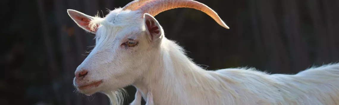 17. Mai | Tag 137 – Levitikus 16,7