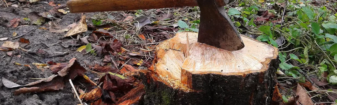 1. Juni | Tag 152 – Deuteronomium 20,19