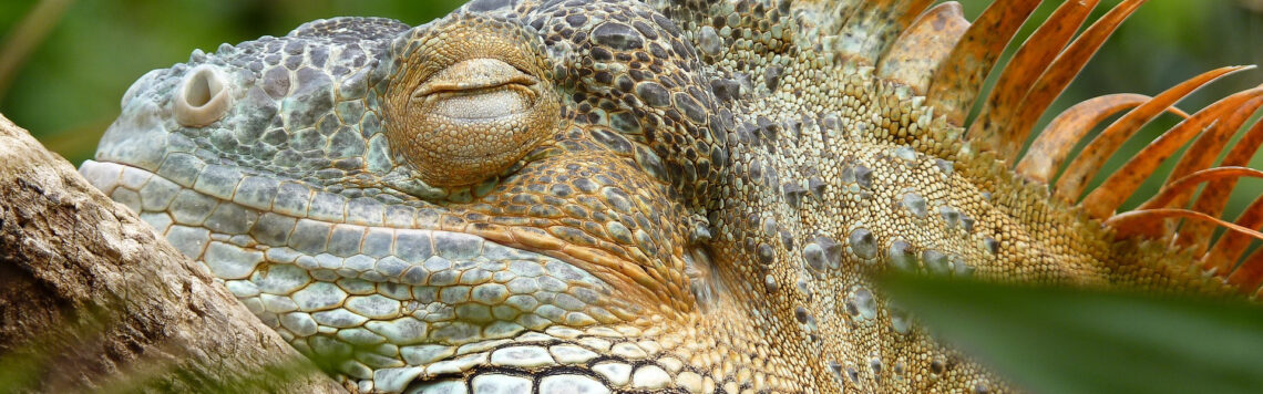 18. Juni | Tag 169 – 1 Chronik 20,1