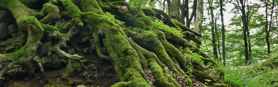 4. August | Tag 216 – Hiob 13,7