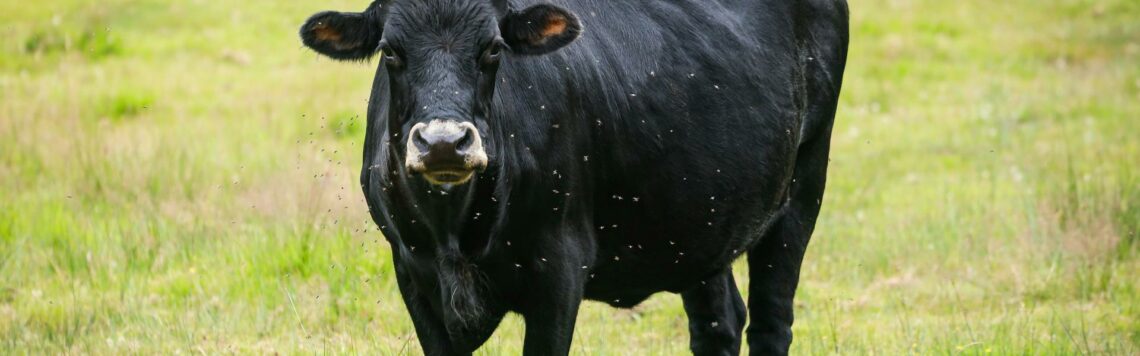 4. September | Tag 247 – Psalm 106,20