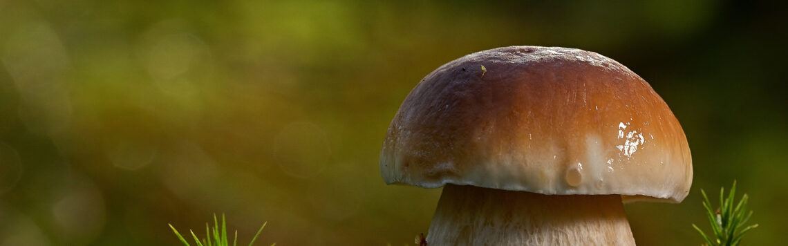 12. September | Tag 255 – Psalm 119,162