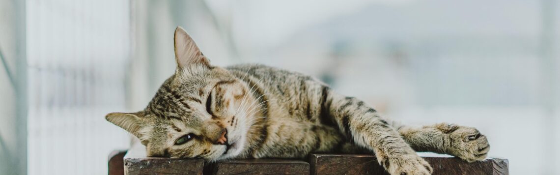 12. Januar | Tag 12 – Markus 6,36