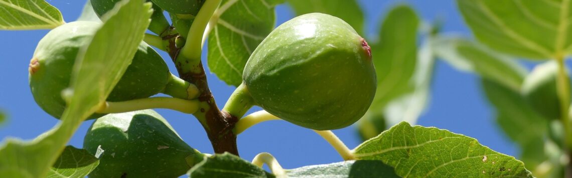 22. Januar | Tag 22 – Markus 11,22