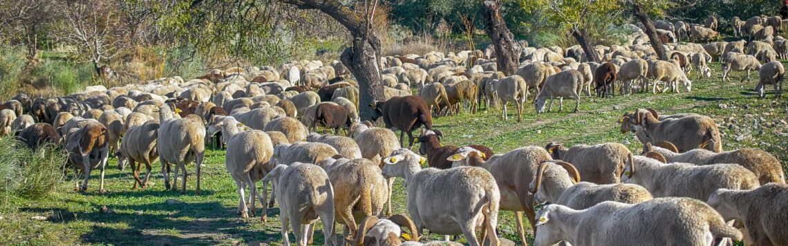 27. Januar | Tag 27 – Markus 14,27