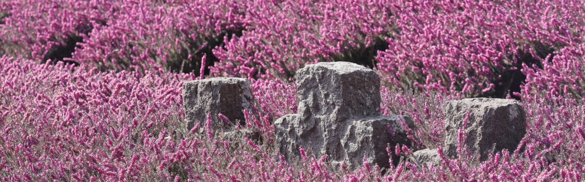 13. April | Tag 103 – Römer 8,11