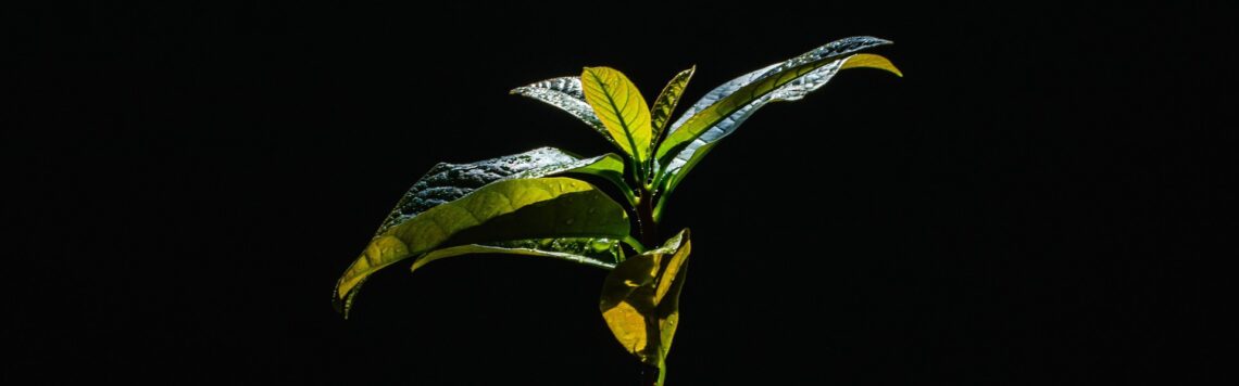 19. Juni | Tag 170 – Genesis 21,33